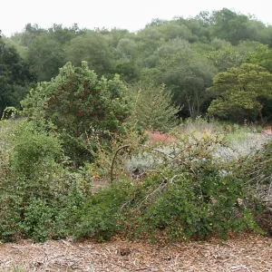 Meadow shrubs, top of Meadow