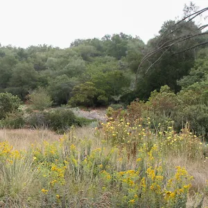 Panoramic view of top of Meadow