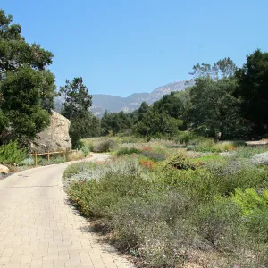 Groundcover Section and Meadow