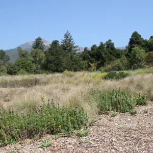 Looking north from middle of Meadow