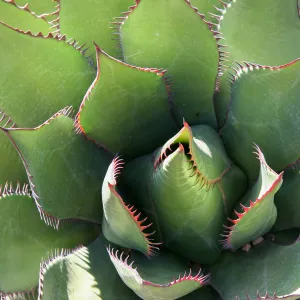 Agave (Century Plant)
