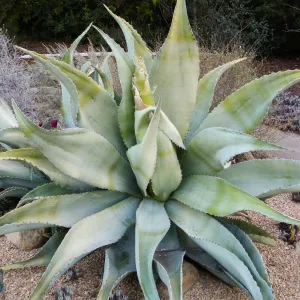 Mescal Pardo-Agave sobria in the Dudleya Display