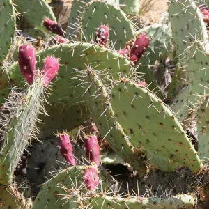 Opuntia (Prickly-pear)