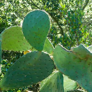 Opuntia (Prickly-pear)in Desert Section