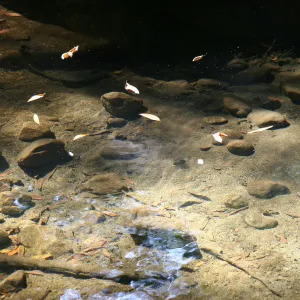 Leaves floating in Mission Creek
