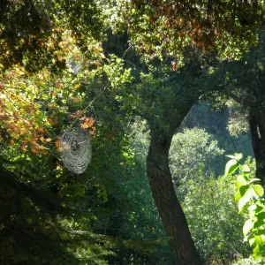 Spider web in Canyon Section