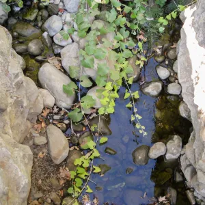 Grapes in creek bed above Mission Dam