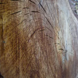 Cut tree trunk section