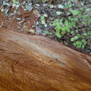 Cut tree trunk section