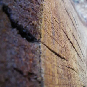 Cut tree trunk section