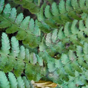 fern detail