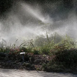 Sprinklers in Gorund Cover Section