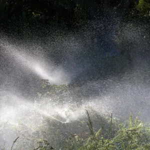 Sprinklers in Gorund Cover Section