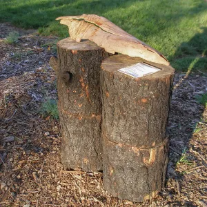 Art from the Ashes