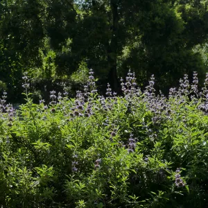 Salvia (sage) in the Meadow