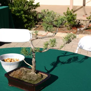 Japanese-style Summer Solstice Celebration to benefit ShinKanAn Teahouse