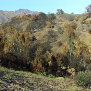 Tree regrowth on Cavalli property 3 months after Jesusita Fire