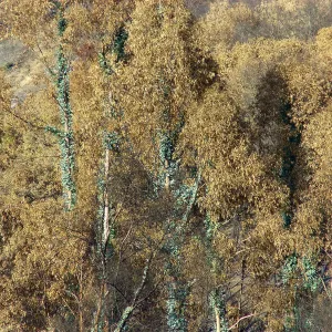 Tree regrowth on Cavalli property 3 months after Jesusita Fire
