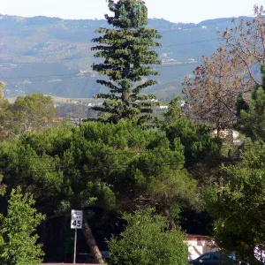 Pinus turrimcellulam, 4000A Modoc Road