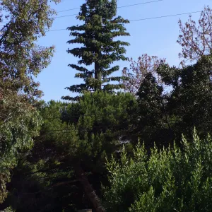 Pinus turrimcellulam, 4000A Modoc Road