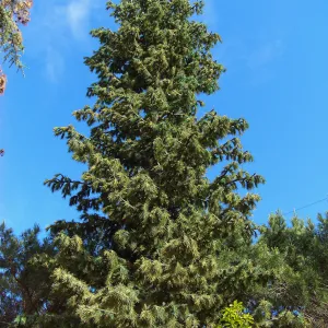 Pinus turrimcellulam, 4000A Modoc Road