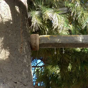 Pinus turrimcellulam, 4000A Modoc Road
