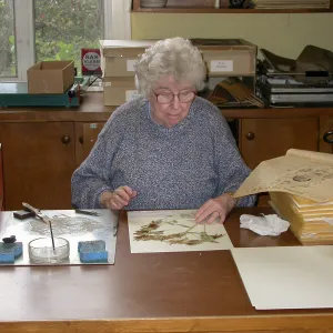 Jean Hobson at work in the herbarium