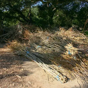 Toad Hall Construction, saplings stored at Meadow Oaks