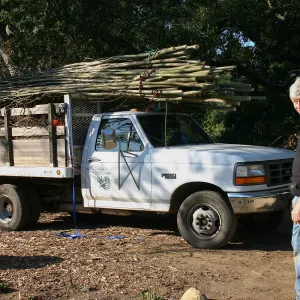 Toad Hall Construction, delivering saplings
