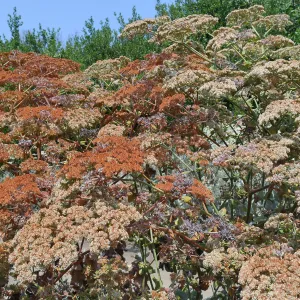 Eriogonum giganteum