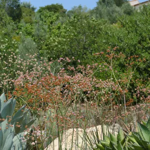 Eriogonum grande var. rubescens