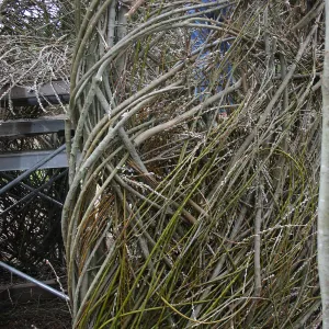 Toad Hall Construction