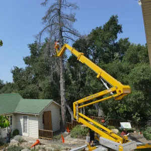 Removal of Bigcone Pine at Cottage