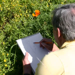 Patrick O'Hara sketching a poppy in the Meadow