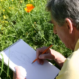 Patrick O'Hara sketching a poppy in the Meadow