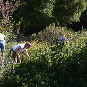Weeding party in and around Meadow