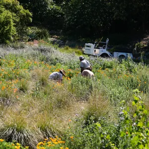 Weeding party in and around Meadow