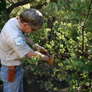 Jay Kendall pruning