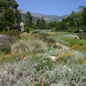 Groundcover Display and Meadow