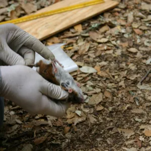 BioBlitz, examining a wood rat