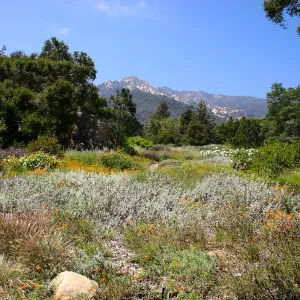 Groundcover Section and Meadow