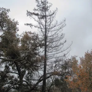 Burned tree at Canyon edge of the Rock Garden after the Jesusita Fire