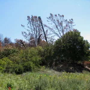Removal of leaning gray pine