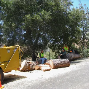 Removal of leaning gray pine