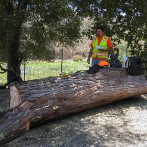 Removal of leaning gray pine
