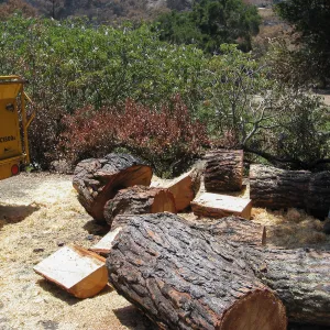 Removal of leaning gray pine