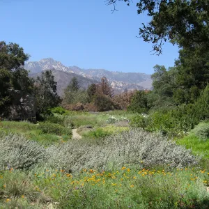 Groundcover Section, Meadow, and Arlington Peak