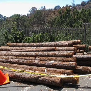 Construction of Herb Parker's â€˜Haven' labyrinth, redwood logs from Restoration Forest Project in main parking lot