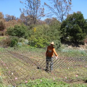 Construction of Herb Parker's â€˜Haven' labyrinth, checking roof framework