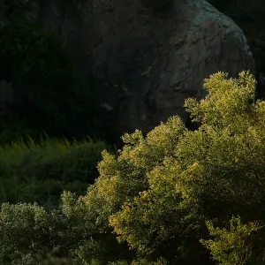 Baccharis sarothroides â€˜Centennial' at sunset in the Ground Cover Section